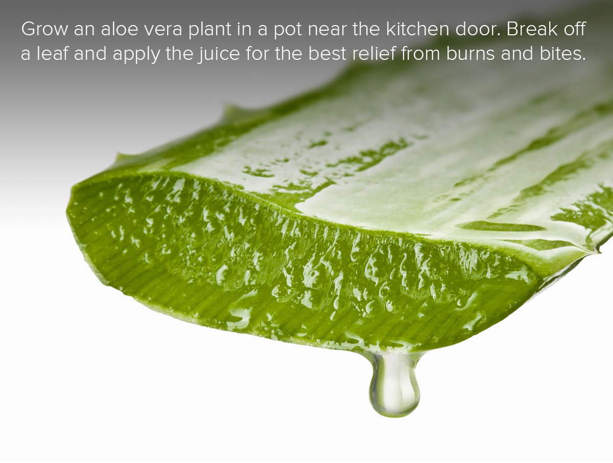 Household Tip - Aloe Vera!